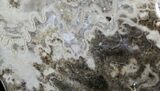 Polished / Ammonite (Choffaticeras?) - Goulmima, Morocco #27366-7